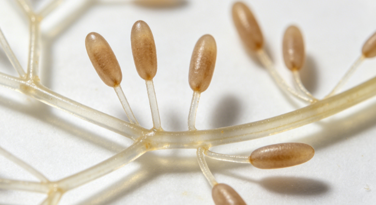 Morphological Characterization Service for Nothophoma from Alligator Weed